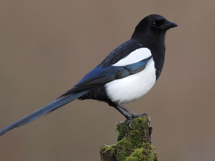 Birds similar to a Magpie