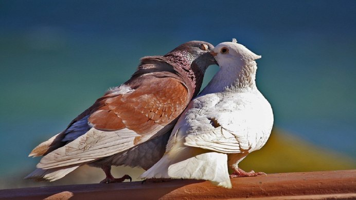 Весна птицы любовь