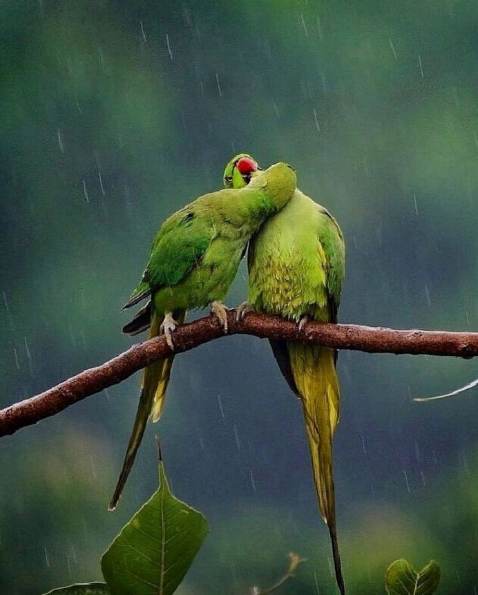 Нежность птиц