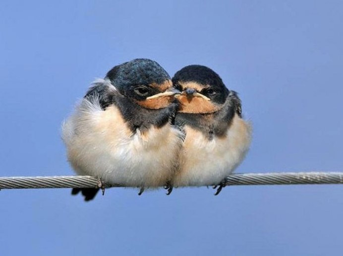 Влюбленные птицы