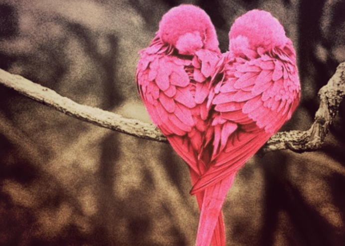 Голуби обнимаются