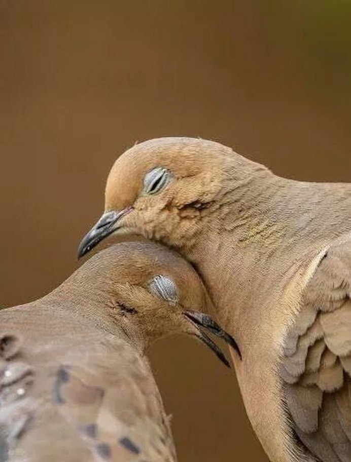 Парочка птиц