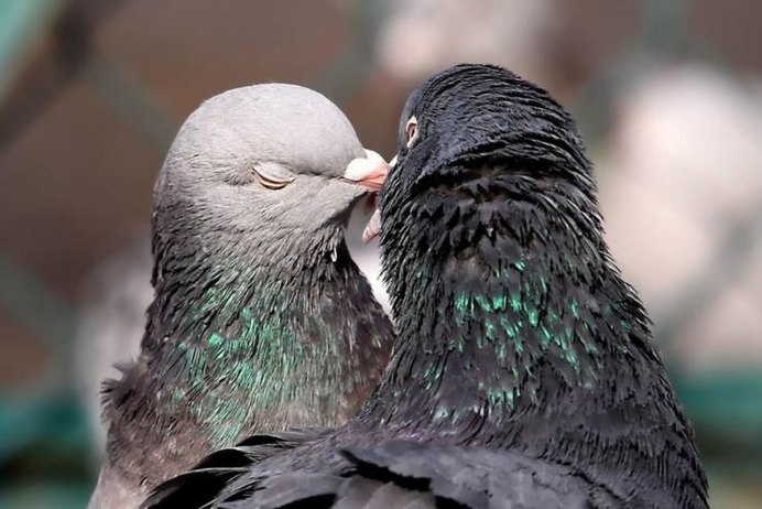 Неразлучники попугаи альбиносы