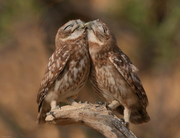 Любовь попугаев