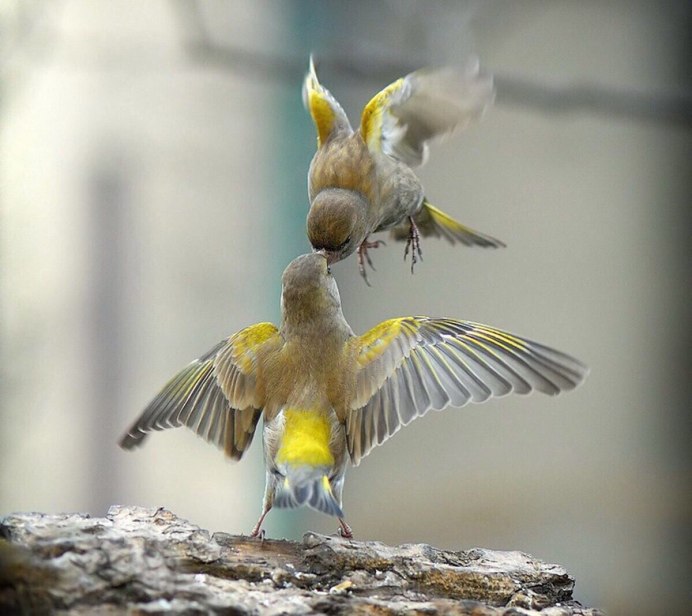 Два белых голубя