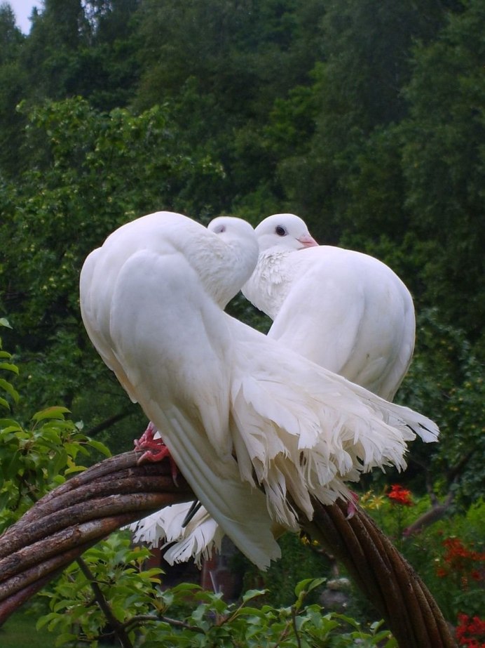 Попугай неразлучник желтый