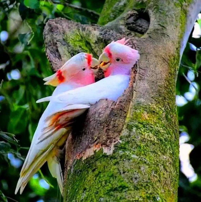 Птица любви