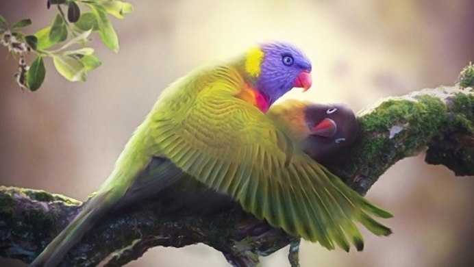 Птичья любовь