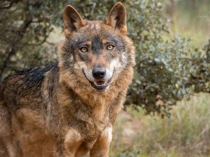Иберийский волк (canis Lupus signatus)
