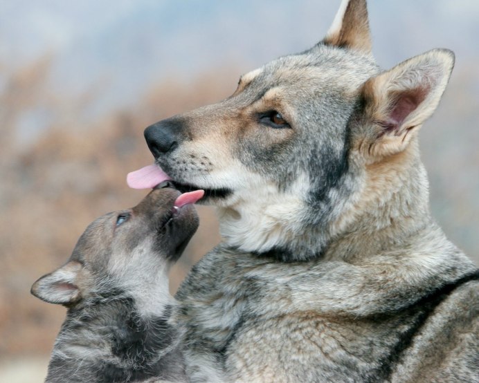 Canis Lupus Campestris