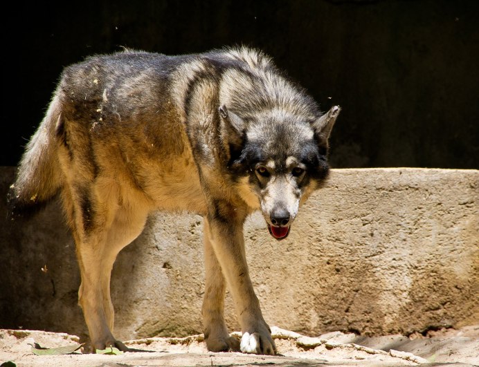 Волк canis Lupus