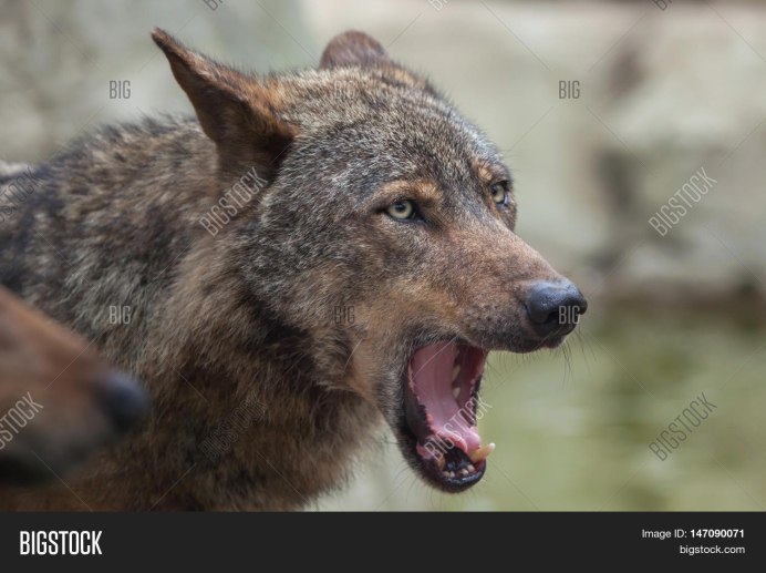 Кенайский волк canis Lupus alces