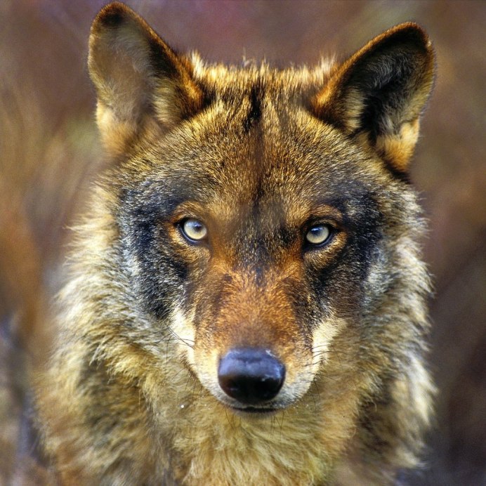 Canis Lupus signatus