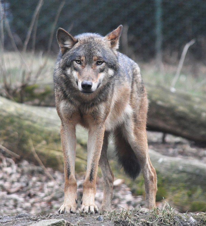 Canis Lupus Lycaon