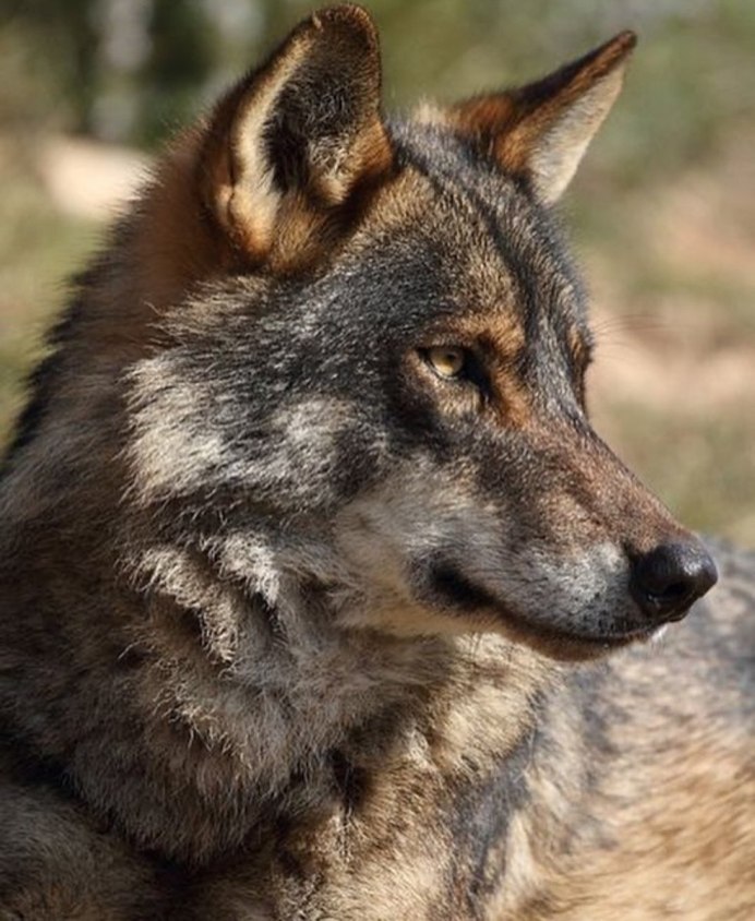 Canis Lupus irremotus