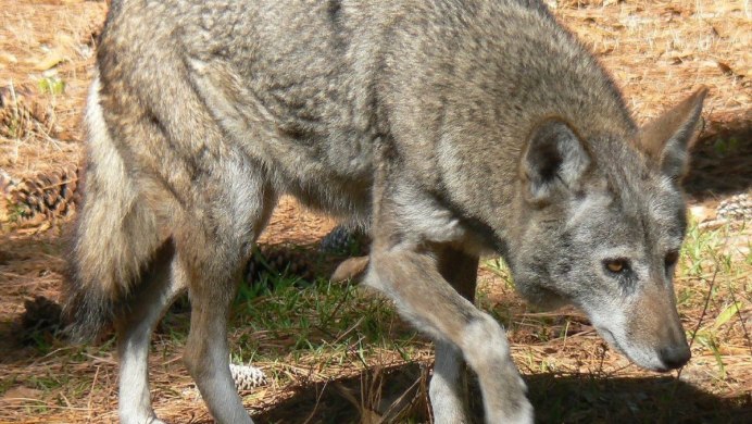 Wolf Sierra провайдер