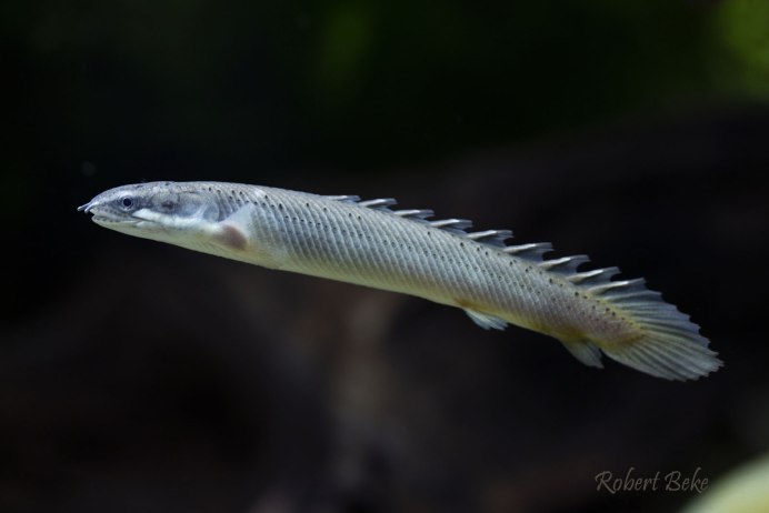 Polypterus senegalus взрослый