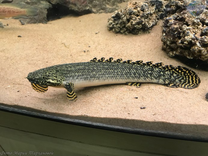 Platinum Alligator gar