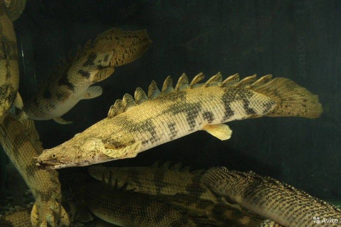 Polypterus ansorgii