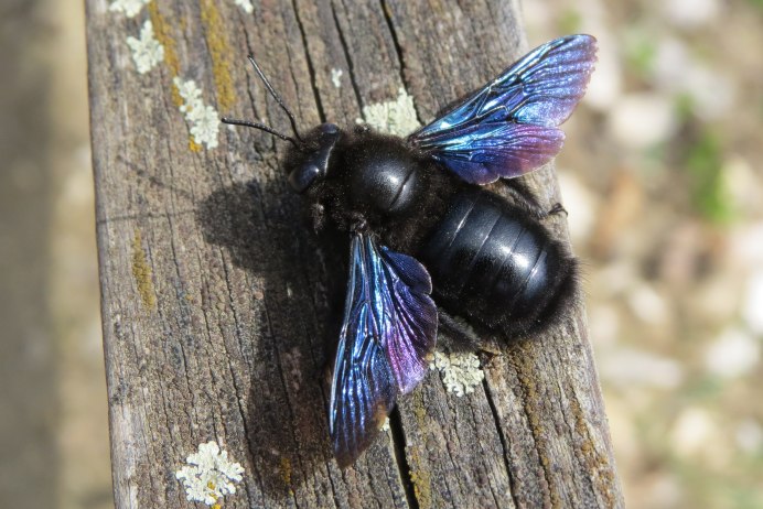 Пчела-плотник обыкновенная (Xylocopa Valga)