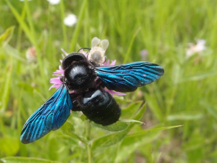 Пчела-плотник обыкновенная (Xylocopa Valga)