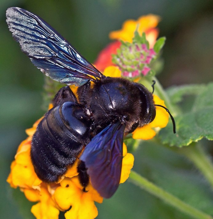 Шмель-плотник фиолетовый( Xylocopa violacea )