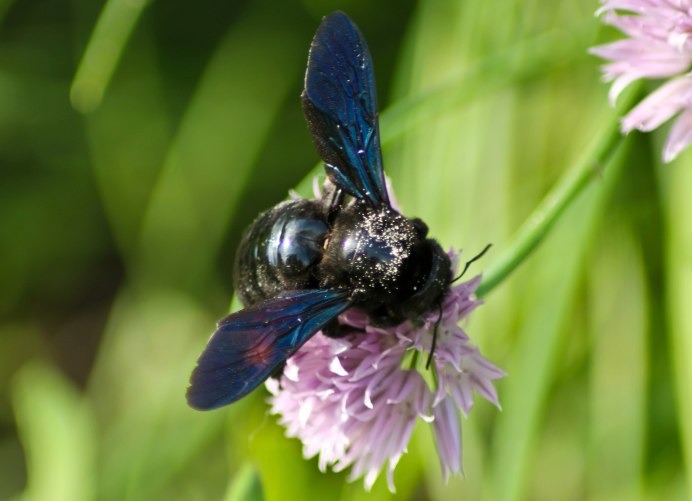 Пчела-плотник обыкновенная (Xylocopa Valga)