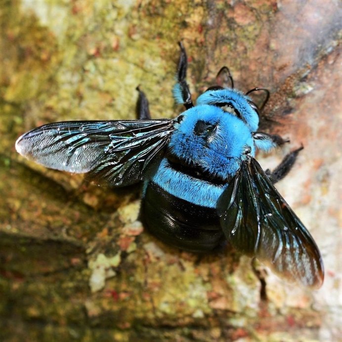 Шмель плотник Xylocopa фиолетовый
