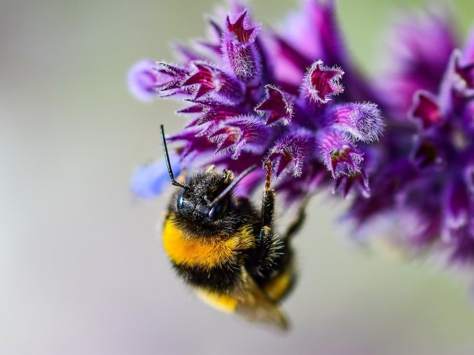 Шмель-плотник фиолетовый( Xylocopa violacea )