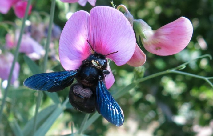 Шмель-плотник фиолетовый( Xylocopa violacea )