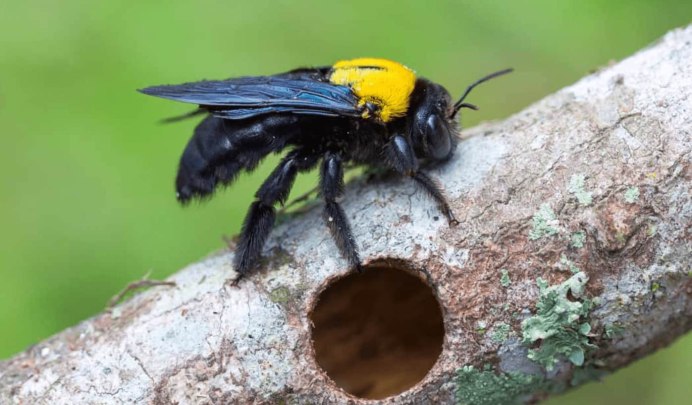 Пчела-плотник Xylocopa