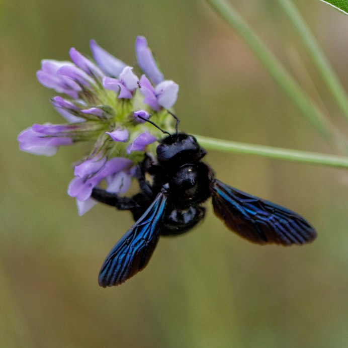 Пчела-плотник фиолетовая Xylocopa violacea l.