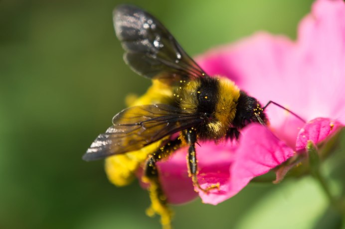 Xylocopa violacea