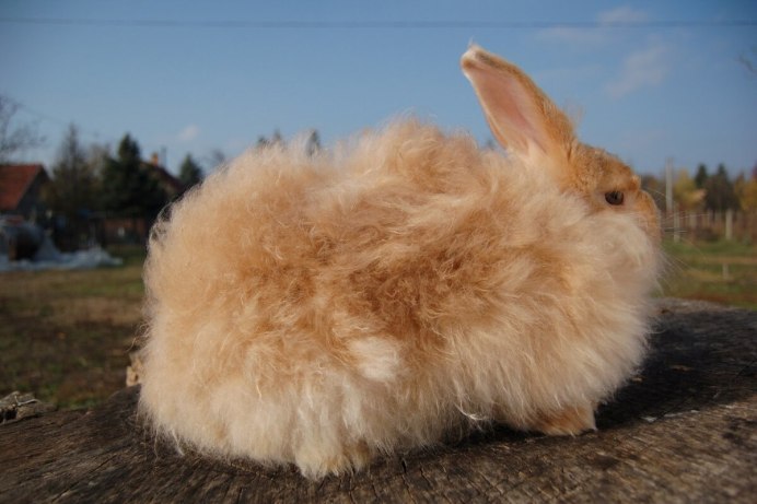 Кролик ангорский (Дамский)