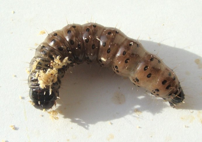 Therevidae Larva