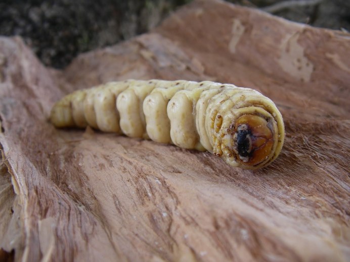 Myrmeconema neotropicum нематода