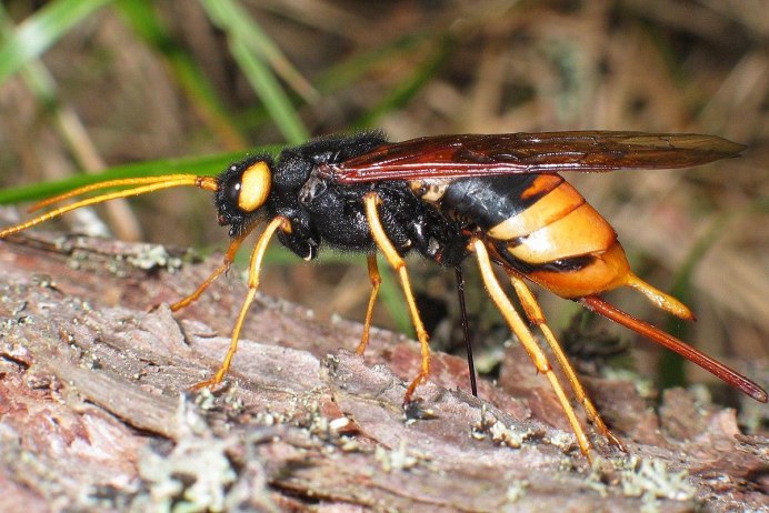 Личинка комара-долгоножки Tipulidae