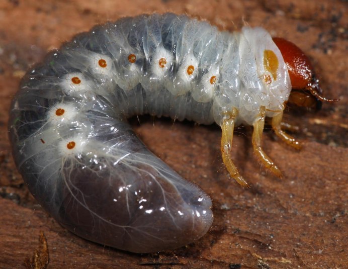Therevidae Larva