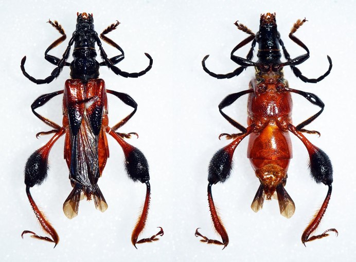 Sirex cyaneus