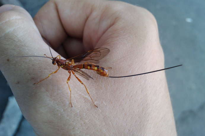 Psychodidae личинки