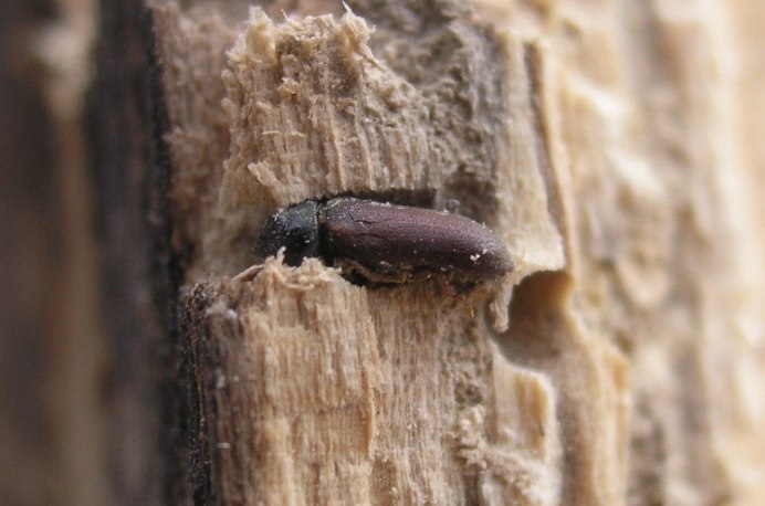 Sirex noctilio