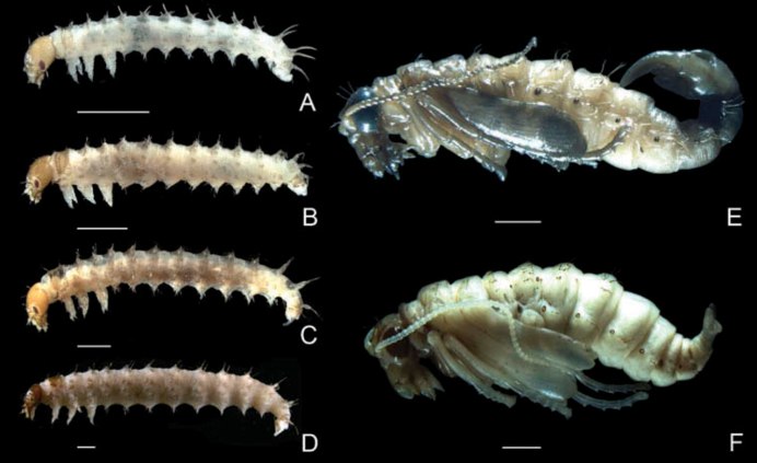 Личинки хирономиды Chironomidae