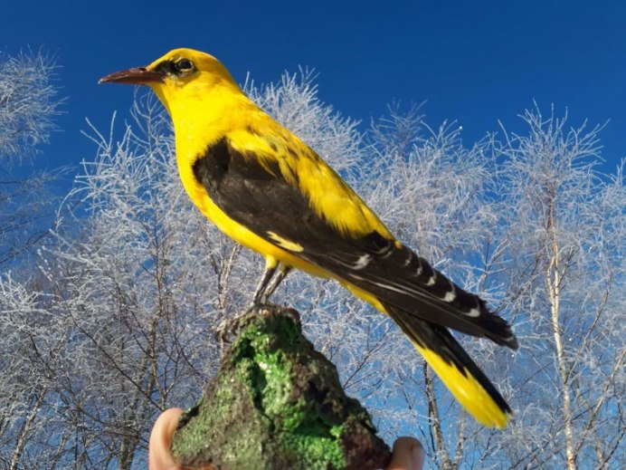 Обыкновенная Иволга Oriolus Oriolus