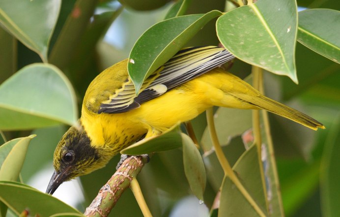 Oriolus Oriolus