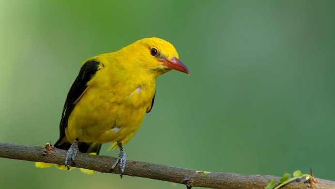 (African Golden Oriole)