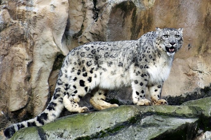 Panthera uncia Irbis,