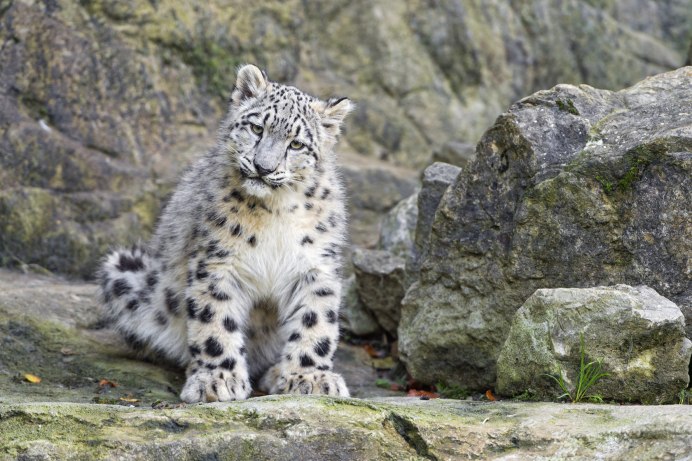 - Снежный Барс (Panthera uncia