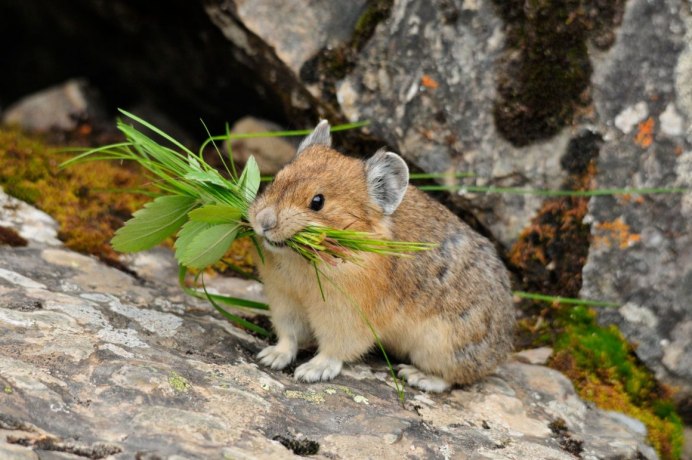 Ochotona Rutila