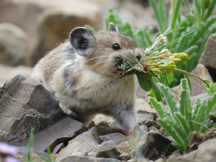 Северная пищуха (Ochotona Hyperborea)