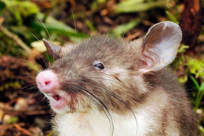 Apodemus sylvaticus